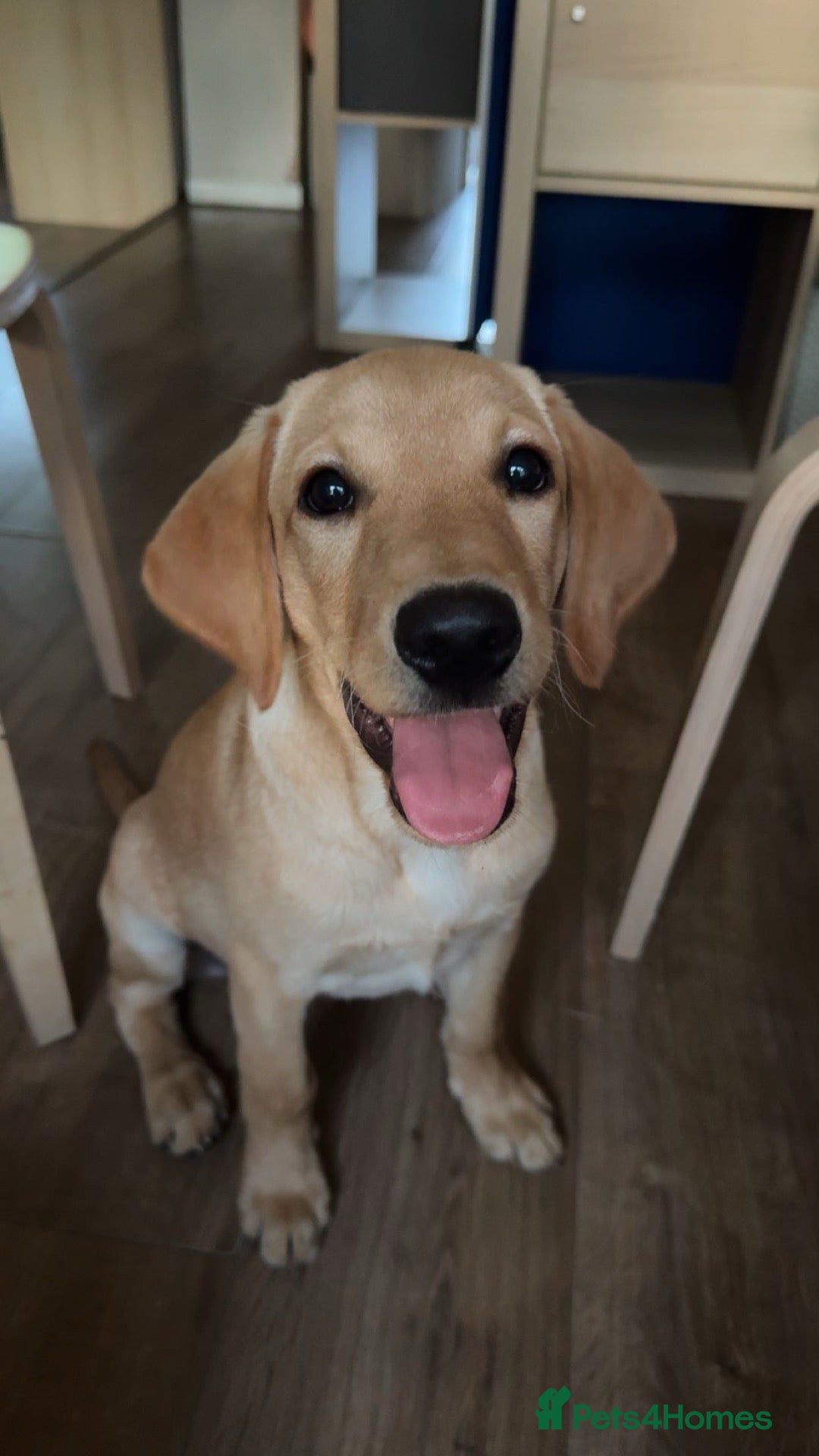 Labrador Retriever dogs Labrador Retriever - Advert 4