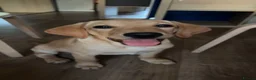 Labrador Retriever dogs for sale: Labrador Retriever - Advert 1