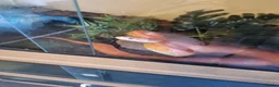 Mixed Breed reptiles for sale: Ball pythons and 2 corns for sale with set ups   - Advert 4