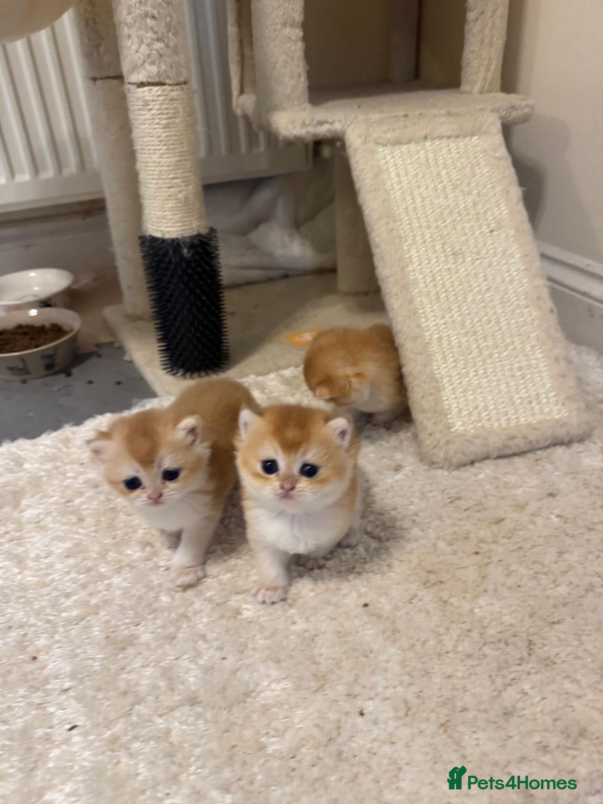 British Shorthair cats Gorgeous GCCF registered British shorthair Gold. - Advert 1
