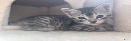 Bengal cats for sale: Half bengal kittens  - Advert 6