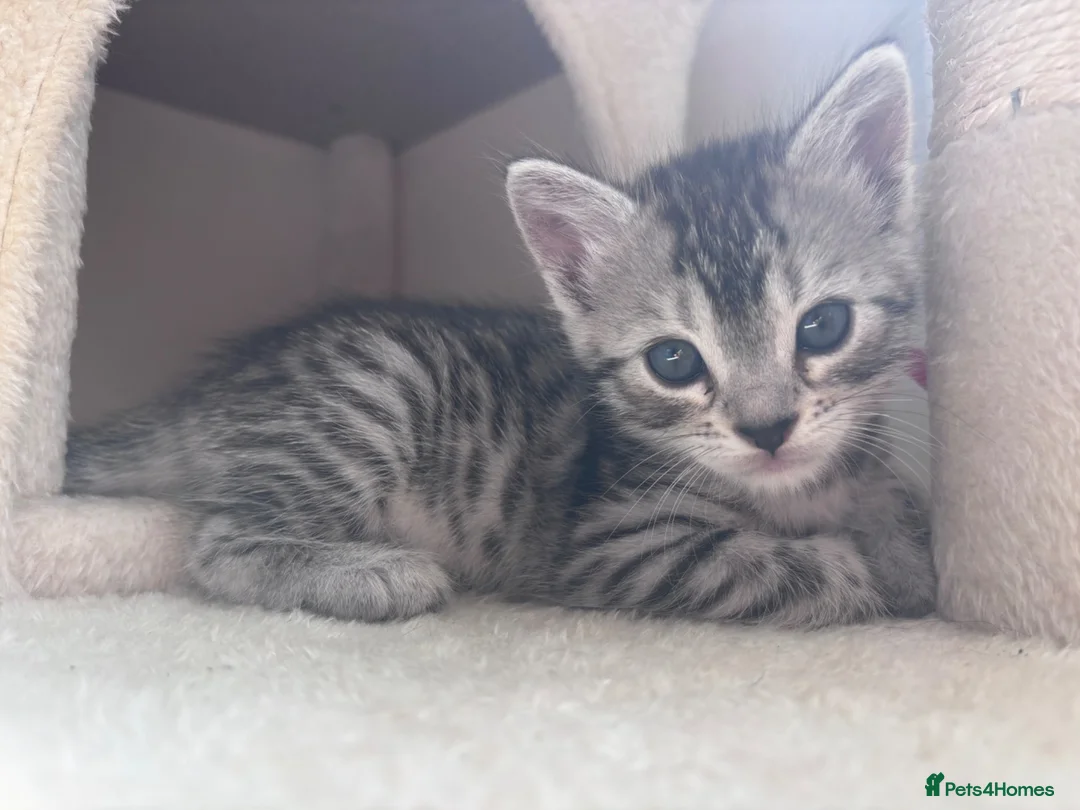 Bengal cats for sale: Half bengal kittens  - Advert 6
