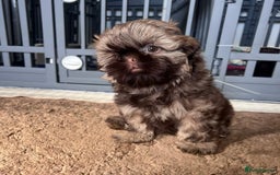 Shih Tzu dogs for sale: Stunning KC chocolate imperial Shihtzu puppies - Image 22