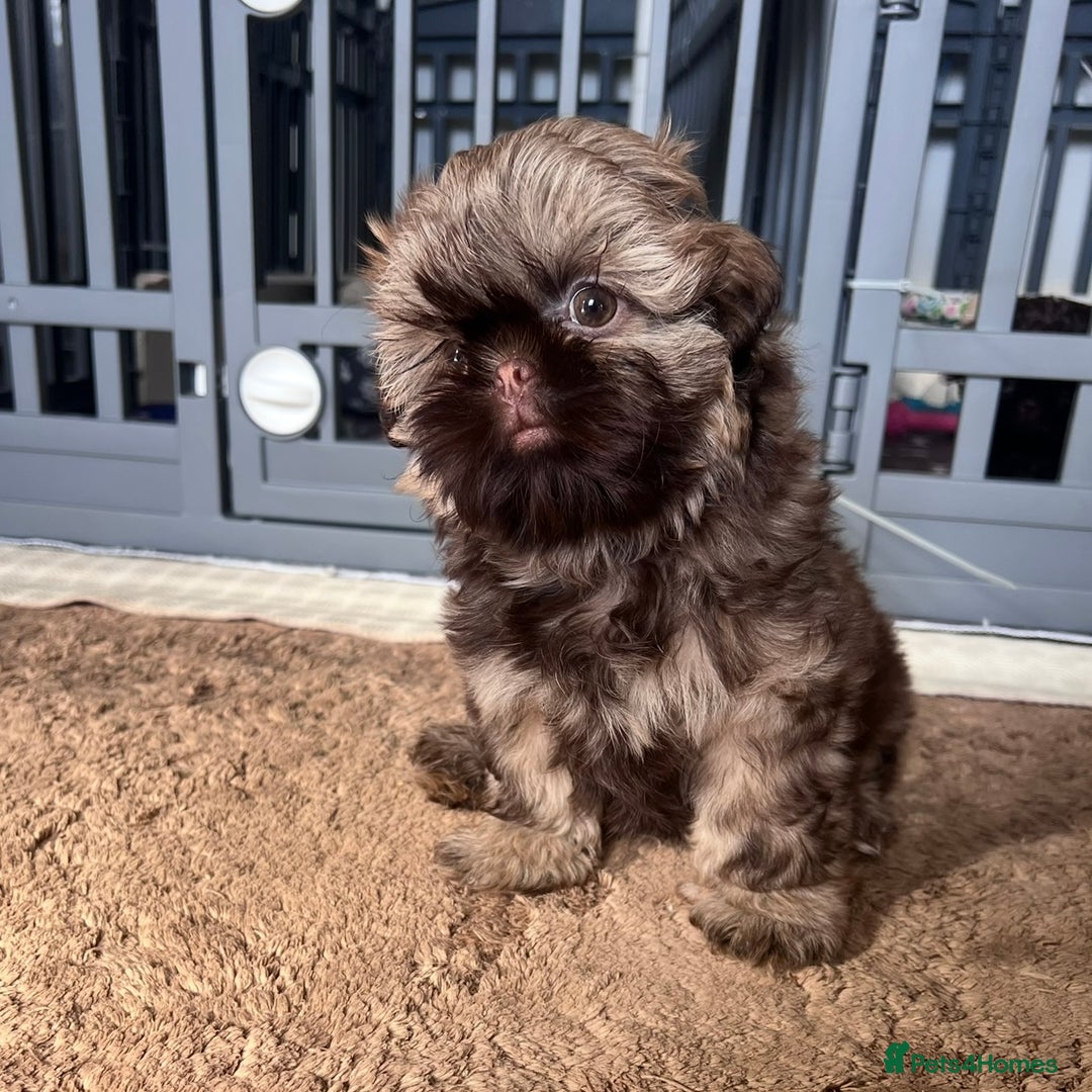 Shih Tzu dogs for sale: Stunning KC chocolate imperial Shihtzu puppies - Image 22