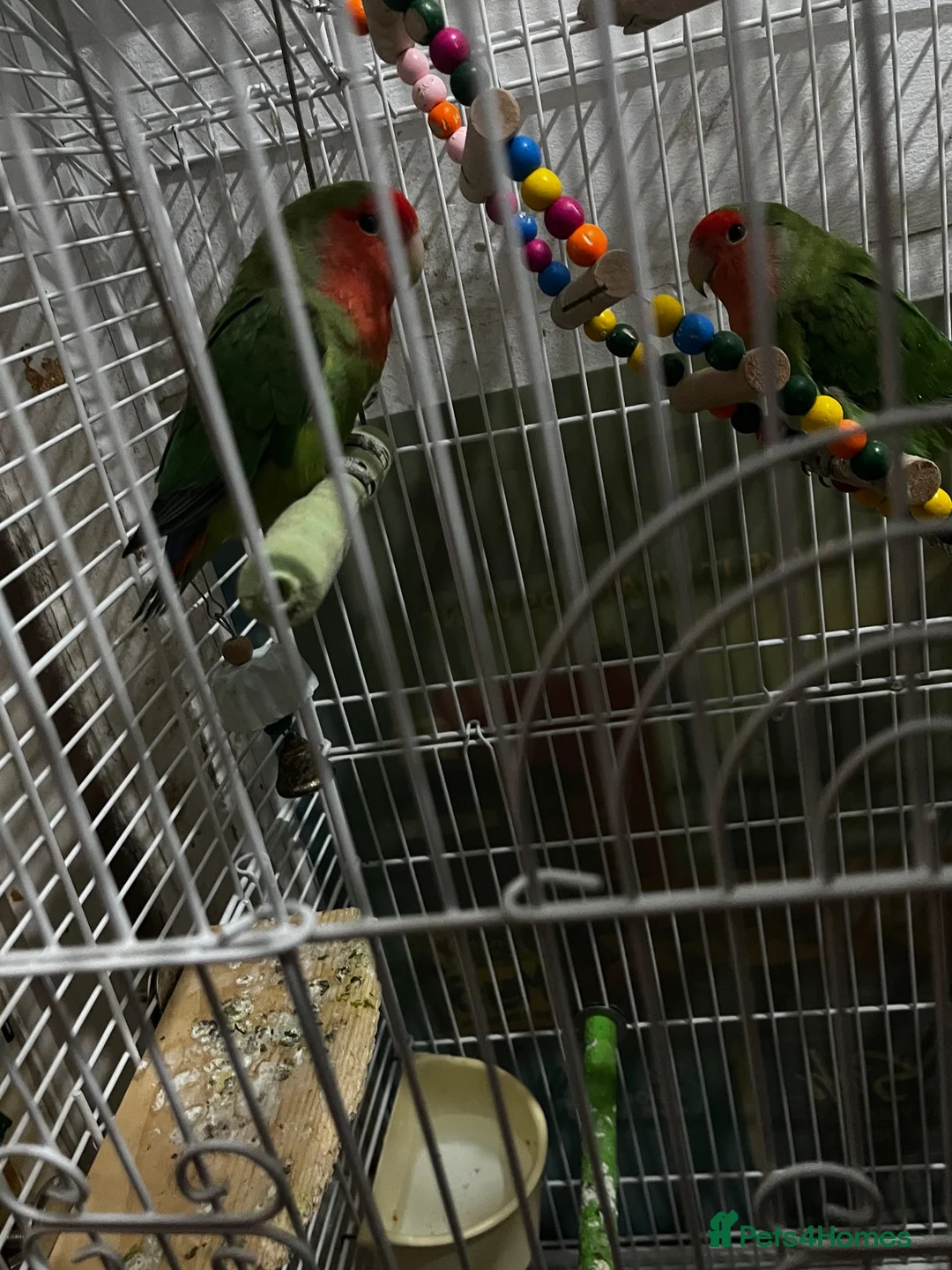 Lovebirds birds for sale: Peach Faced Lovebirds - Advert 3