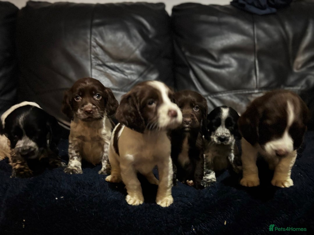 Cocker Spaniel dogs for sale: Adorable cocker spaniel puppies - Image 5