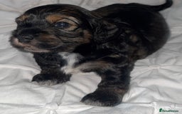 Cockapoo dogs for sale: black sable cockapoo girl  - Advert 25