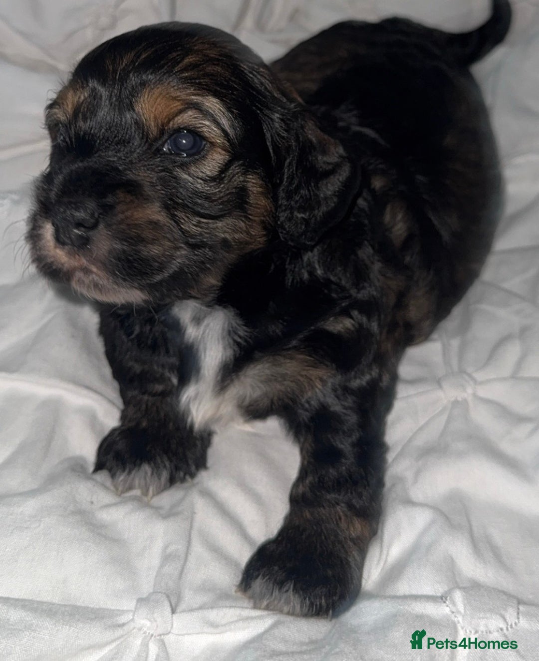 Cockapoo dogs for sale: black sable cockapoo girl  - Advert 25