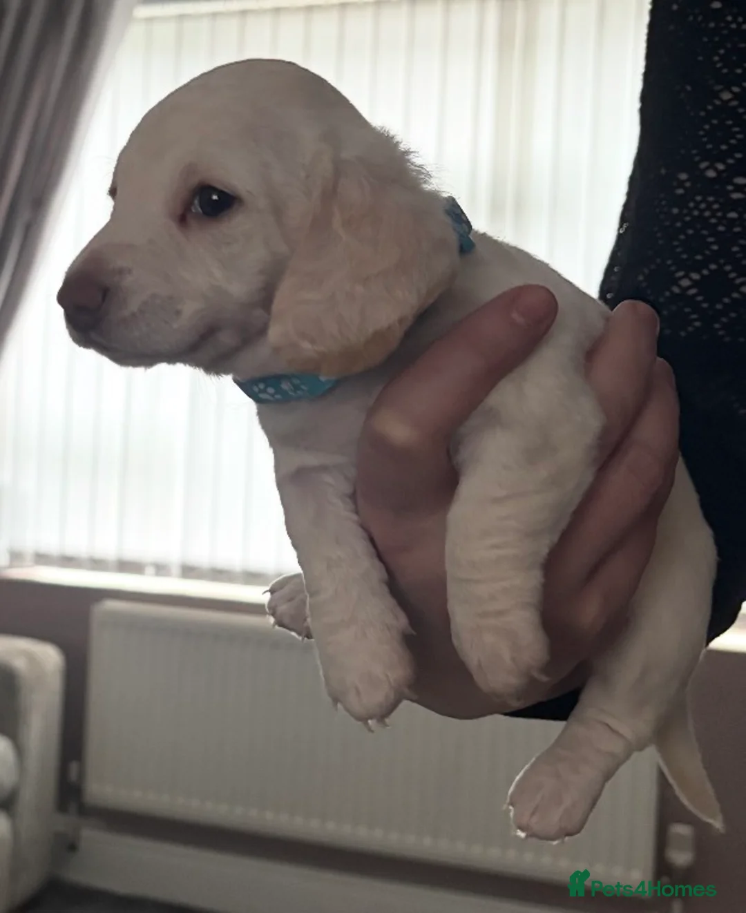 Dachshund dogs for sale: Beautiful litter of Dachshund puppies - Advert 11