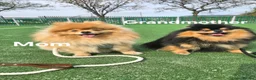 Pomeranian dogs for sale:  ✨KCRegistered ✨️ Teddy Bear Pomeranian Puppies 🐾 in Clydebank - Advert 10