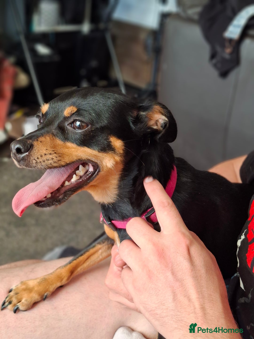 Miniature Pinscher dogs for sale: Lilo, looking for a new home. - Advert 2