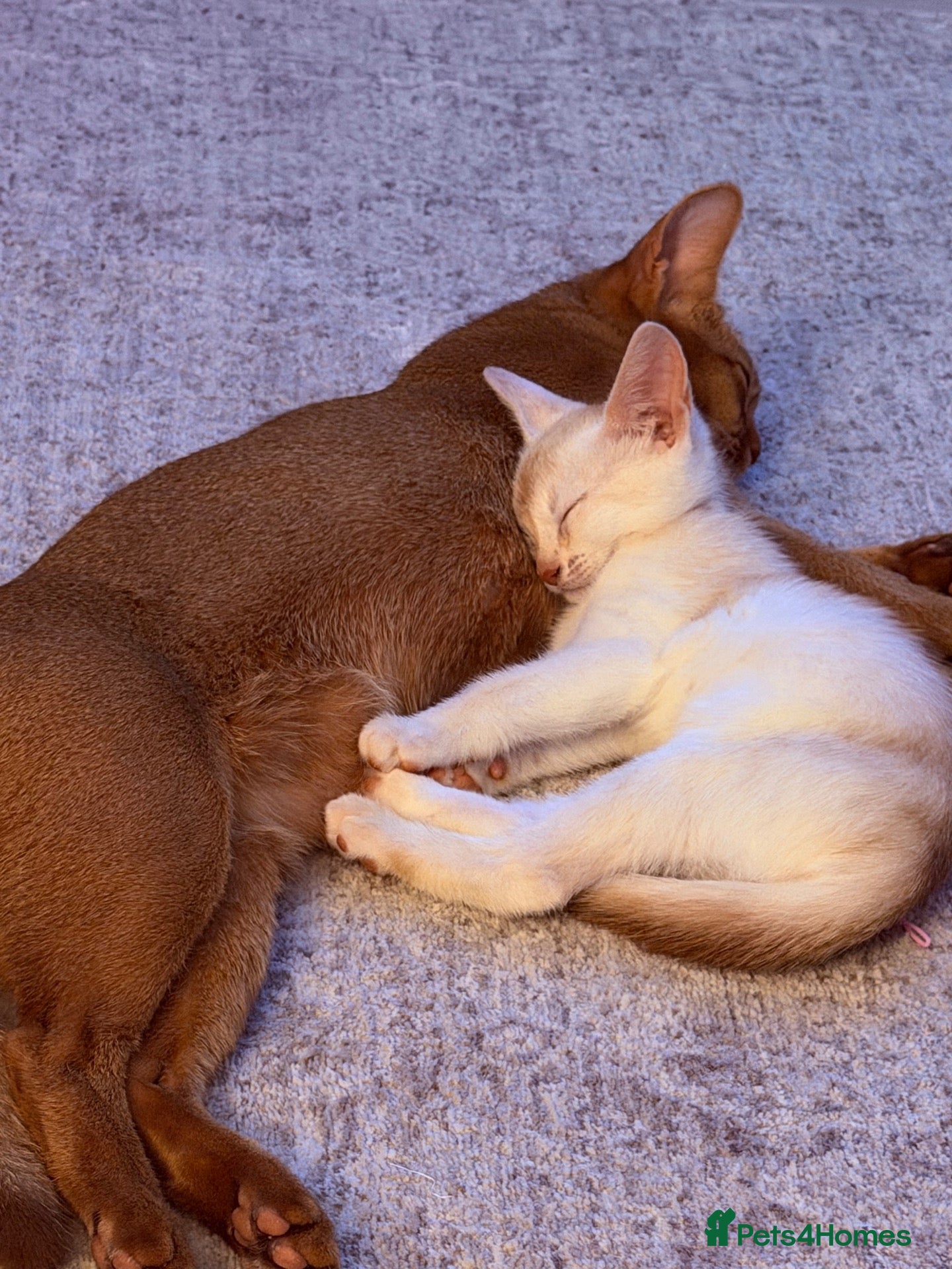 Abyssinian cats 💎2 boys left 5 Gen Ped World champion line 👑 - Advert 2