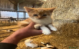 Mixed Breed cats for sale: Beautiful Farm kittens  - Image 9