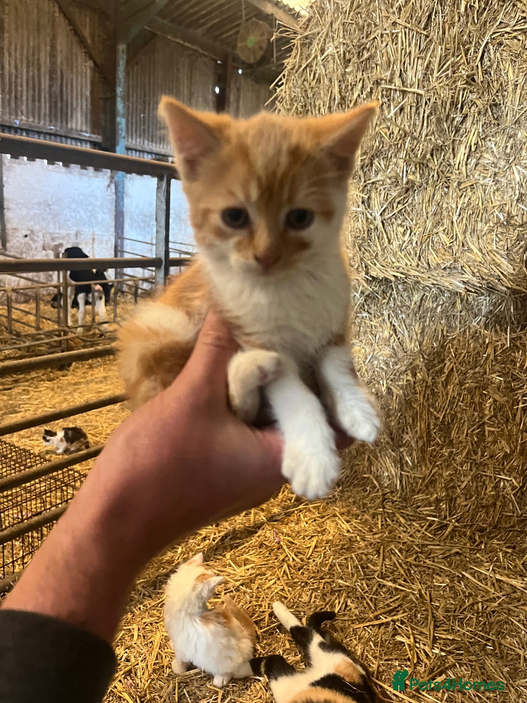 Mixed Breed cats for sale: Beautiful Farm kittens  - Image 9