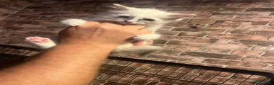 Ragdoll 3