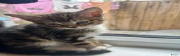 Mixed Breed cats for sale: Gorgeous Kittens ready for there forever home  - Advert 13