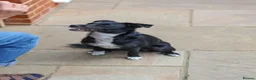 Mixed Breed dogs for adoption: Very friendly Remy - Advert 9