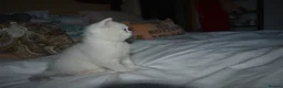 British Shorthair cats for sale: READY NOW PureBred British Shorthair Kittens! - Advert 20