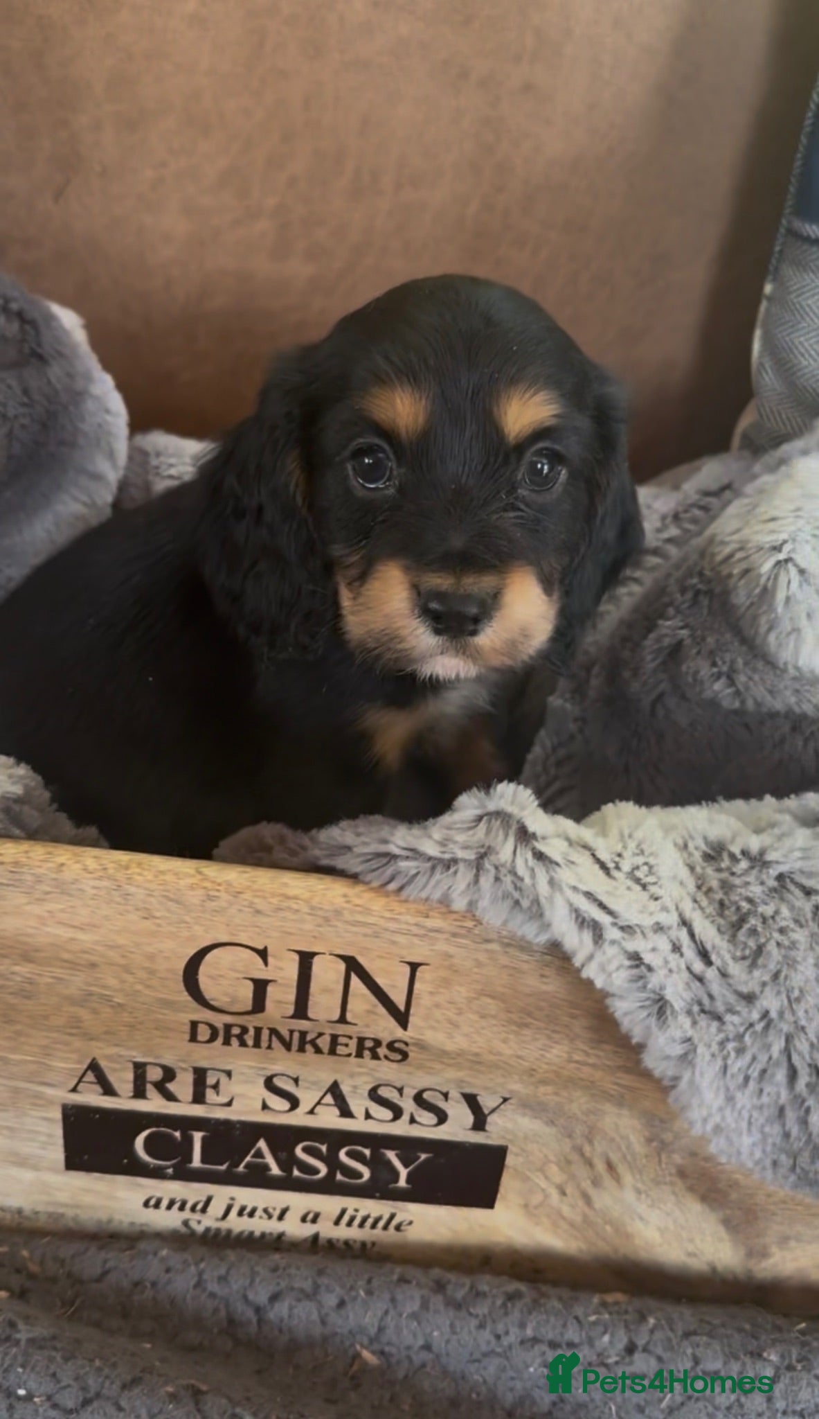 Cocker Spaniel dogs Beautiful cocker spaniel puppies  - Advert 2