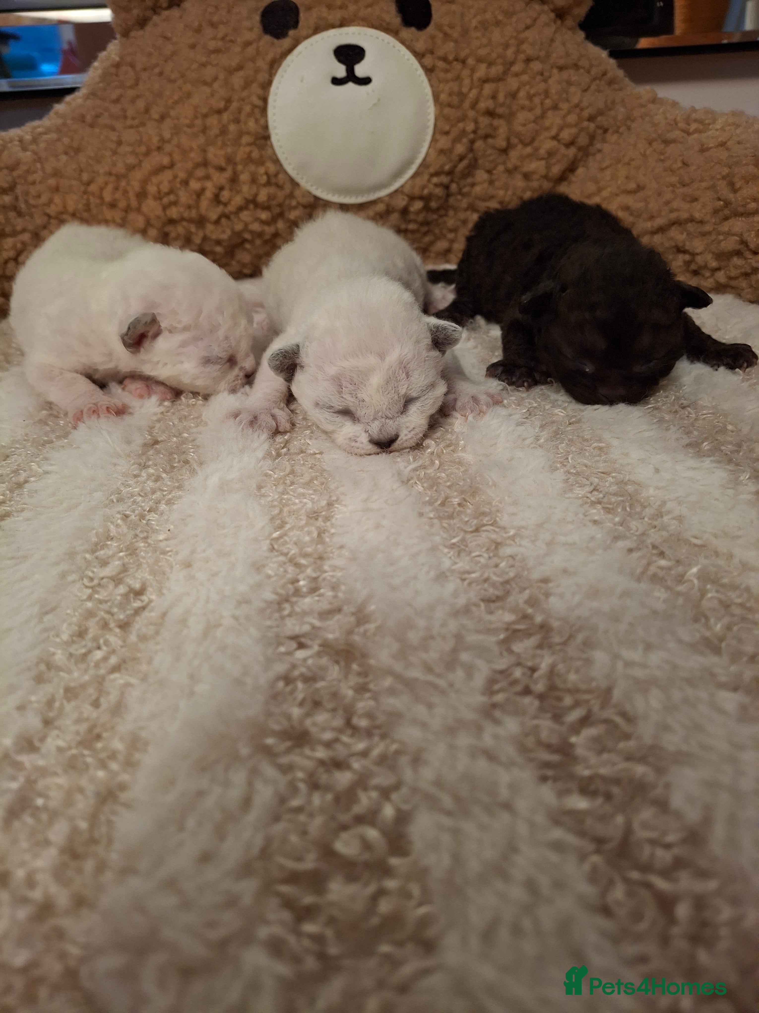 Devon Rex cats Gorgeous girls Devon FIFE registered - Advert 1