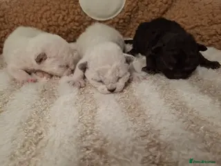 Devon Rex cats Gorgeous girls Devon FIFE registered - Advert 1