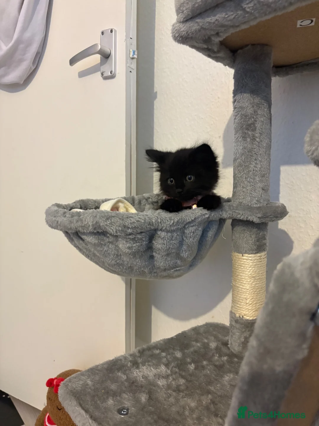 British Longhair cats for sale: 9 week old kittens for sale - Advert 2