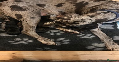 Great Dane dogs Stunning puppies, health tested KC parents. - Advert 2