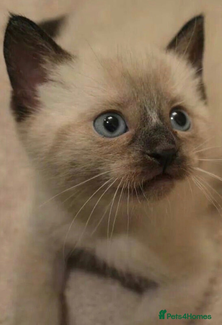 Mixed Breed cats Ragdoll cross kittens  (8 weeks old) - Advert 12