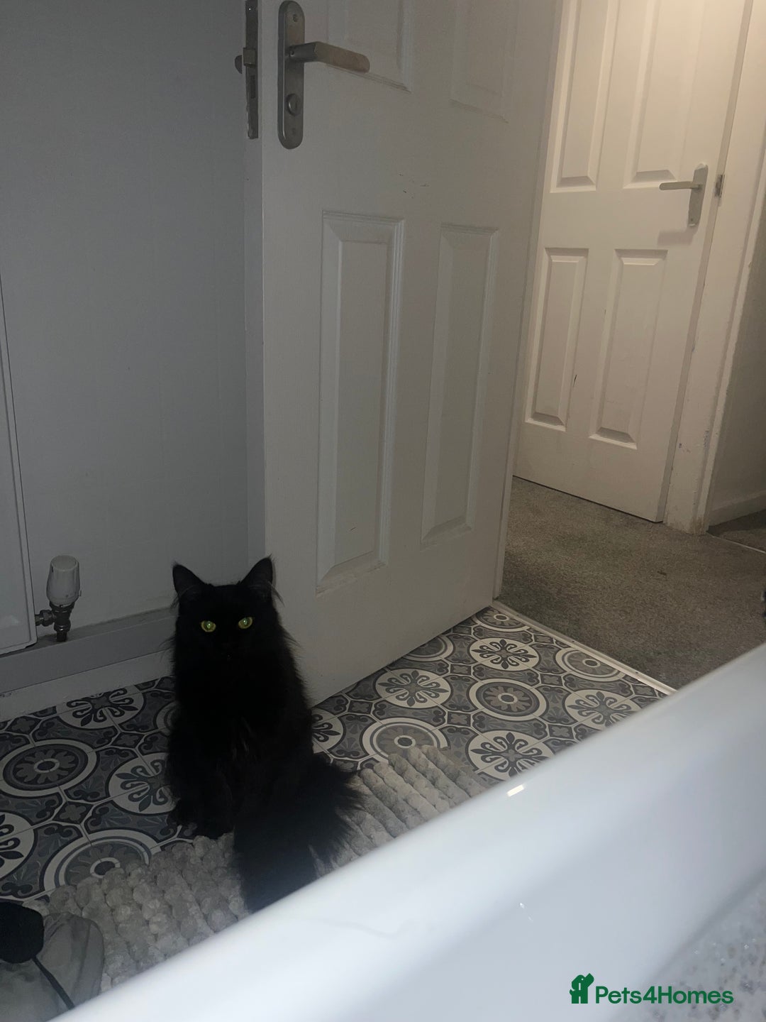 Maine Coon cats for sale: Willow  - Advert 2