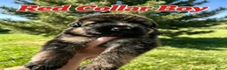 German Shepherd dogs for sale: Fluffy Long-Haired German Shepherd Puppies - Advert 7