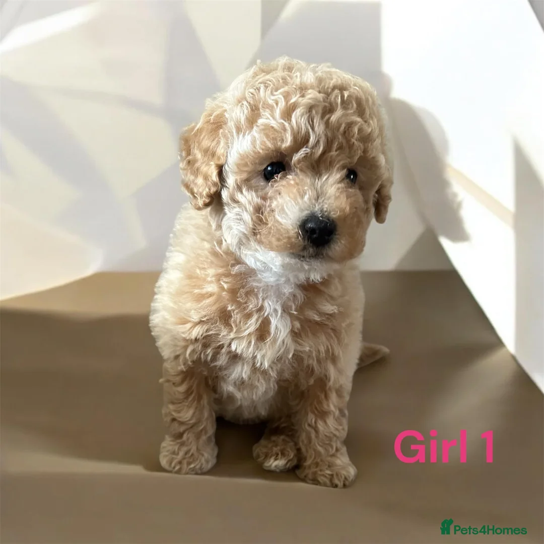 Poochon dogs for sale: Poochon girl pups  - Advert 2