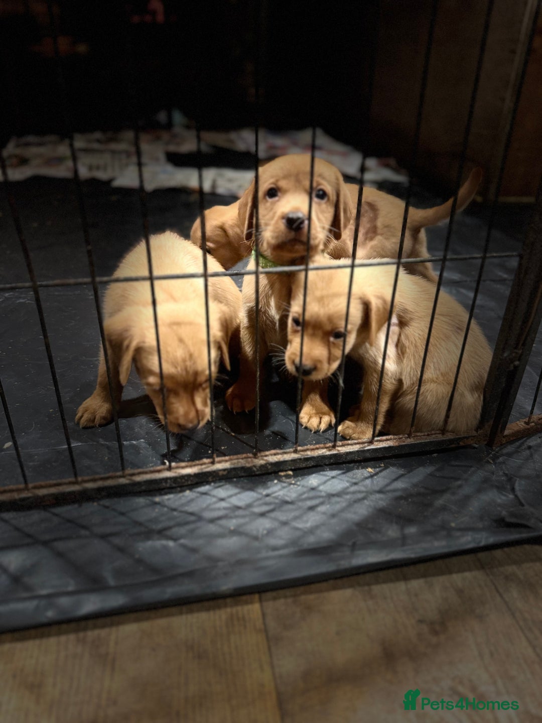 Mixed Breed poultry for sale: 🐶 KC Registered Fox Red Labrador Puppies 🐶 - Advert 2