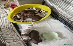 Dachshund dogs for sale: Dachshund puppies - Image 1