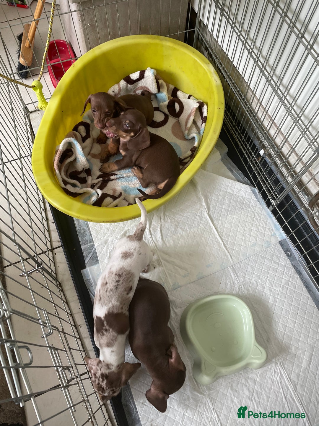 Dachshund dogs for sale: Dachshund puppies - Image 1