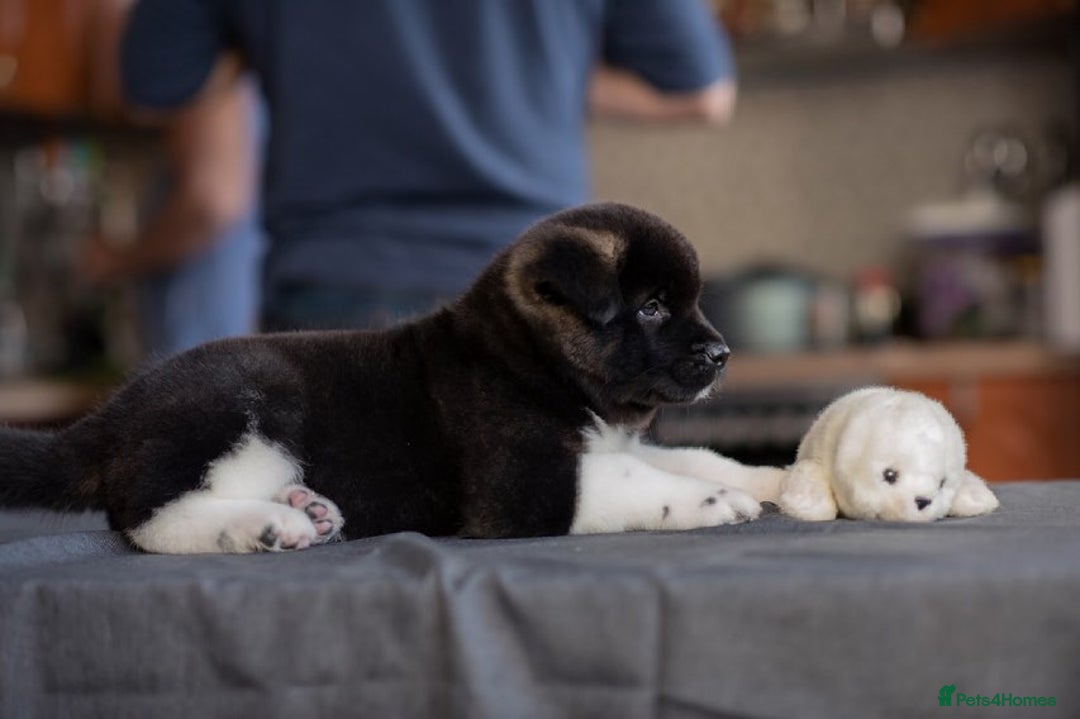 Akita dogs for sale: Akita puppies for sale  - Image 2