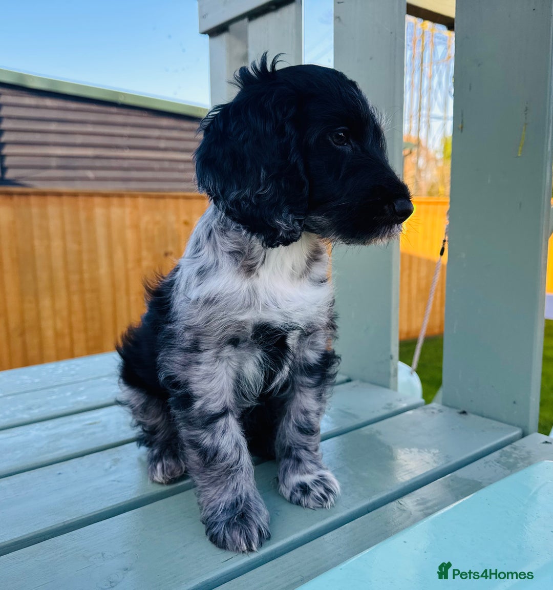 Cockapoo dogs for sale: Cockapoo Babies 🐾🐾🐾 - Advert 15