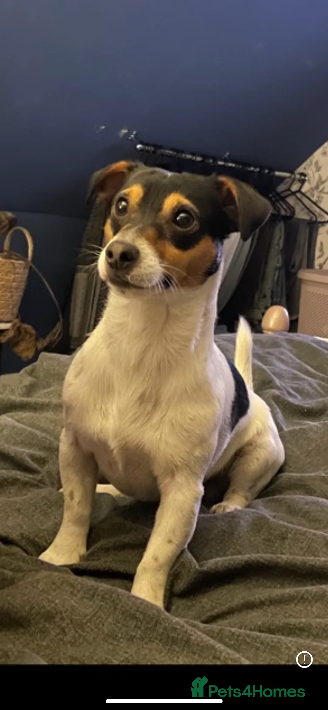 Jack Russell dogs for stud: Jack Russell for stud in Ellon - Advert 2