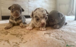 Chihuahua dogs for sale: Small Lilac Chihuahua looking for forever home - Image 11