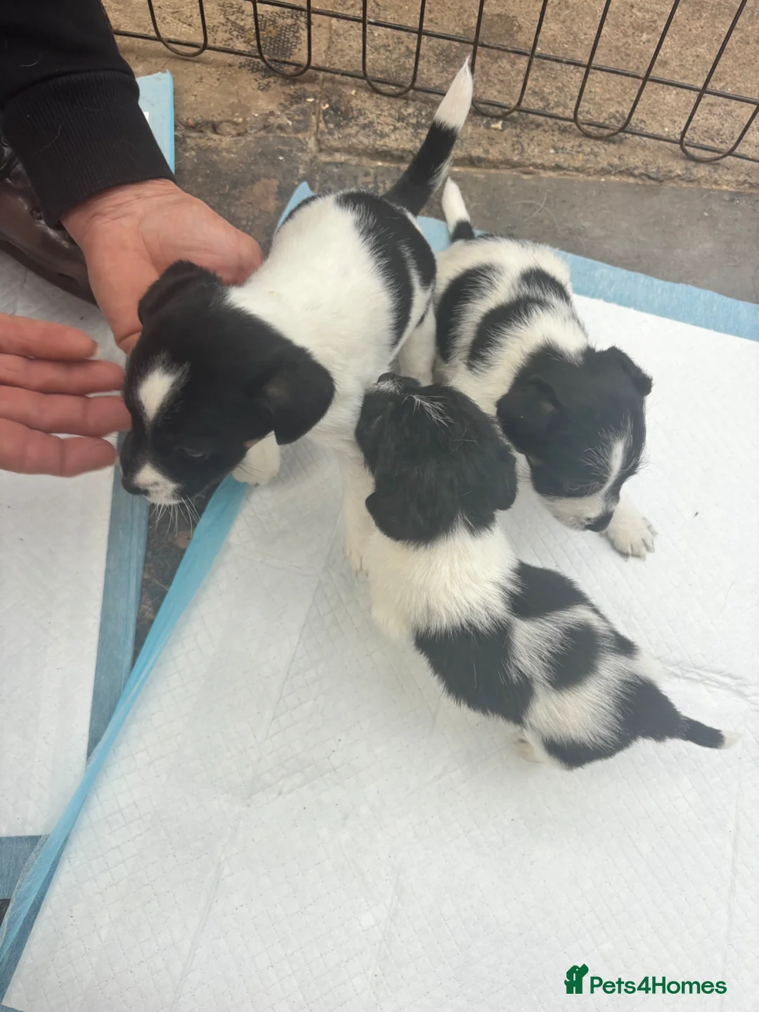 Jack Russell dogs for sale: Jack Russel pups. Long and Short hair  - Advert 13
