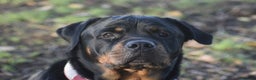 Rottweiler dogs for sale: Champion-Bred Rottweiler Puppies for Loving Homes - Advert 8
