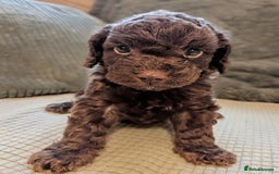 Cockapoo dogs for sale: F2b cockapoo Puppies (all females) - Image 5