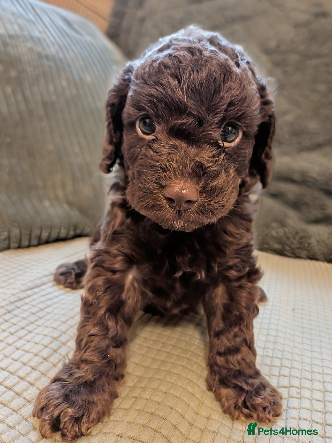 Cockapoo dogs for sale: F2b cockapoo Puppies (all females) - Image 5