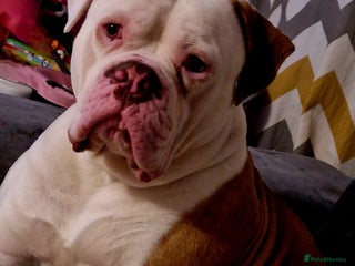 American Bulldog dogs for sale: Trevor in Ashington - Advert 1
