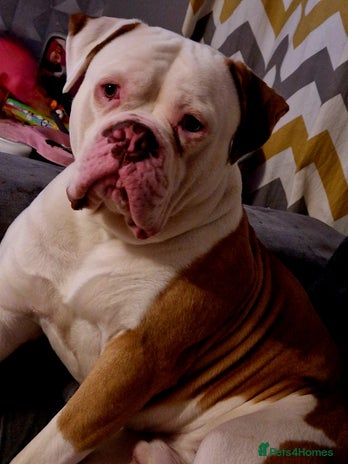 American Bulldog dogs Trevor in Ashington - Advert 6