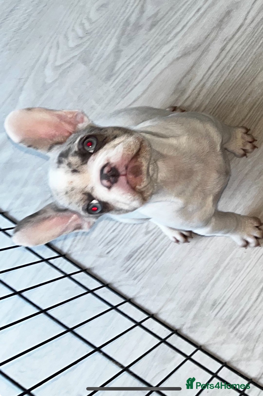 French Bulldog dogs for sale: 3 French bulldog puppies - Advert 3