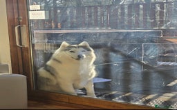 Utonagan dogs for sale: Wolf- Malamute/Husky For Sale - Image 2