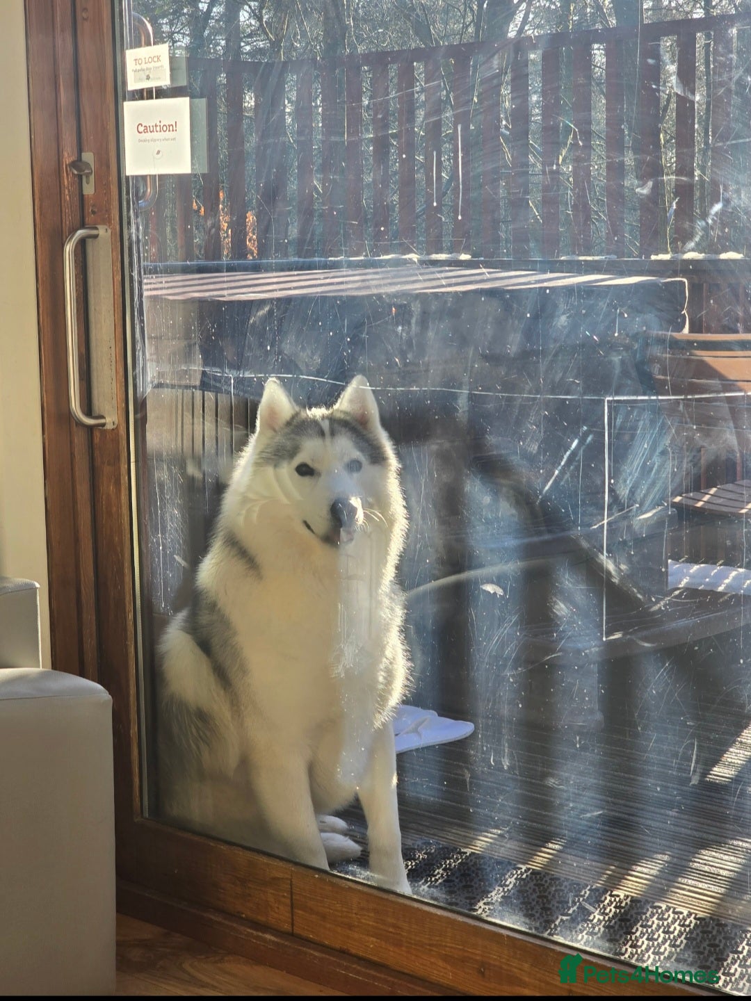 Utonagan dogs for sale: Wolf- Malamute/Husky For Sale - Image 2