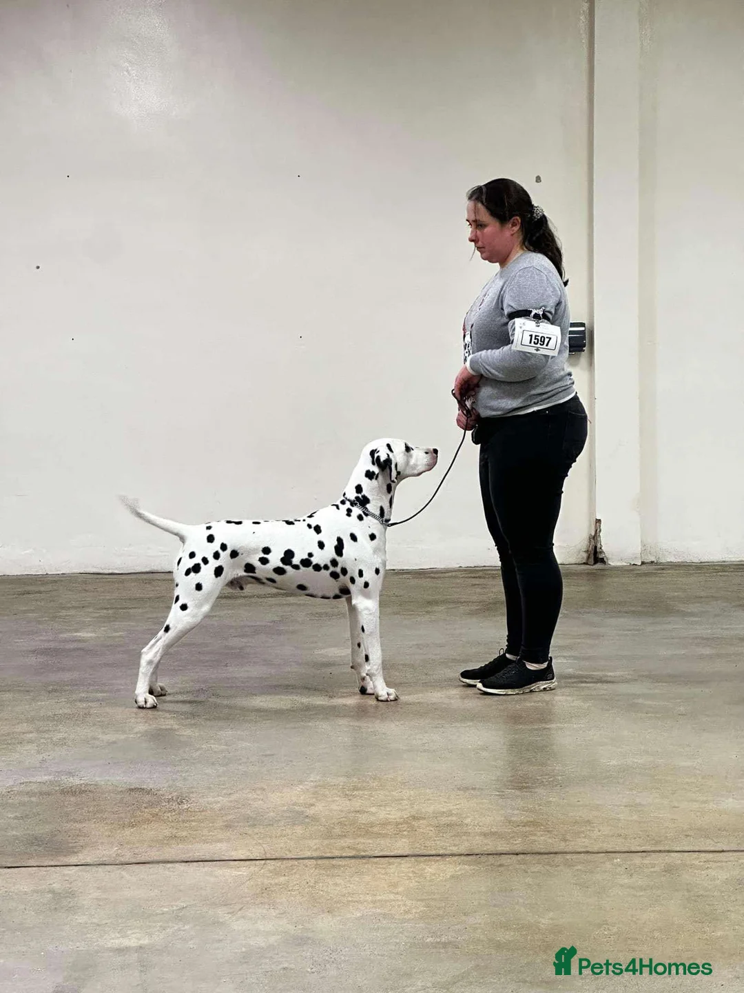 Dalmatian dogs for stud: Outstanding, health tested KC reg male| proven in Aberdare - Advert 3