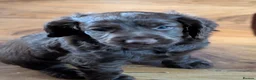 Cocker Spaniel dogs for sale: 7th Gen pure bred Cocker Spaniel pups for sale   - Advert 2