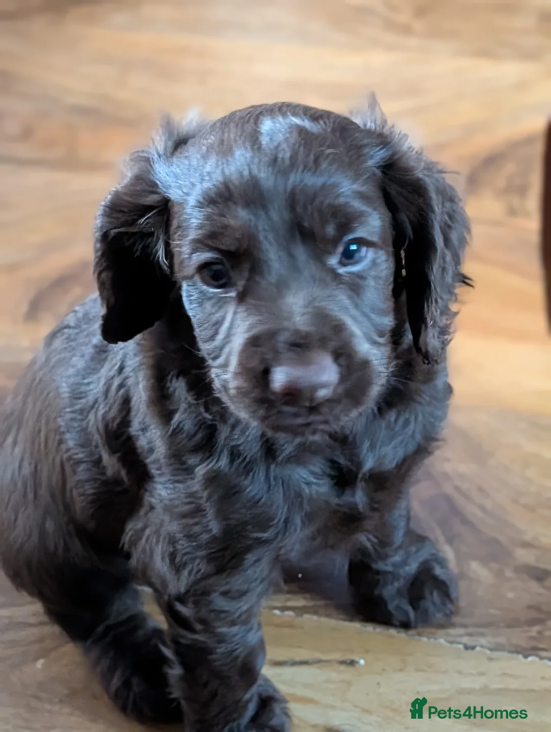 Cocker Spaniel dogs for sale: 7th Gen pure bred Cocker Spaniel pups for sale   - Advert 2